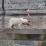 Die kleinen Eisbären im April und im Dezember - jetzt aber nicht mehr so richtig klein.